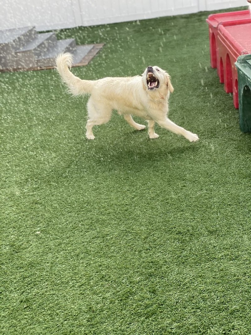 Dogtopia of Jacksonville Southbank