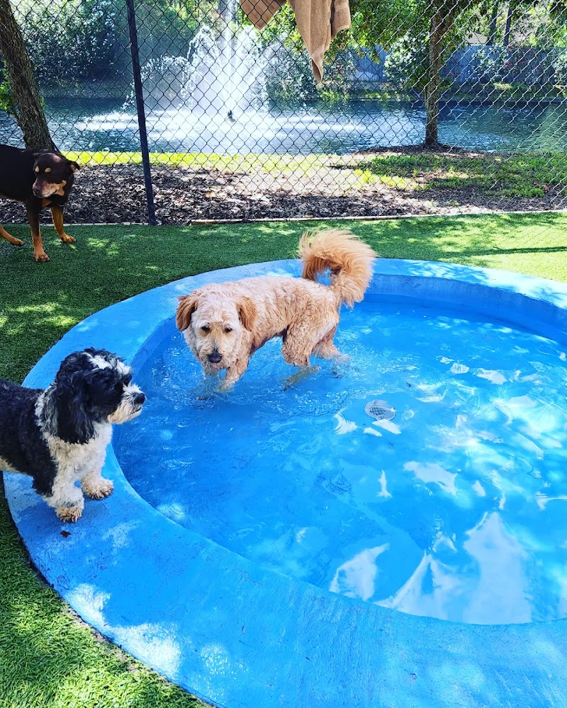Coastal Doggie Daycare