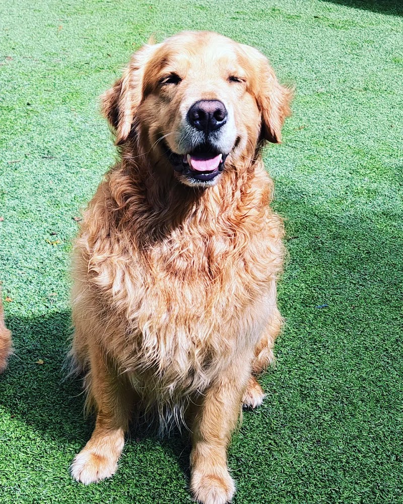 Coastal Doggie Daycare