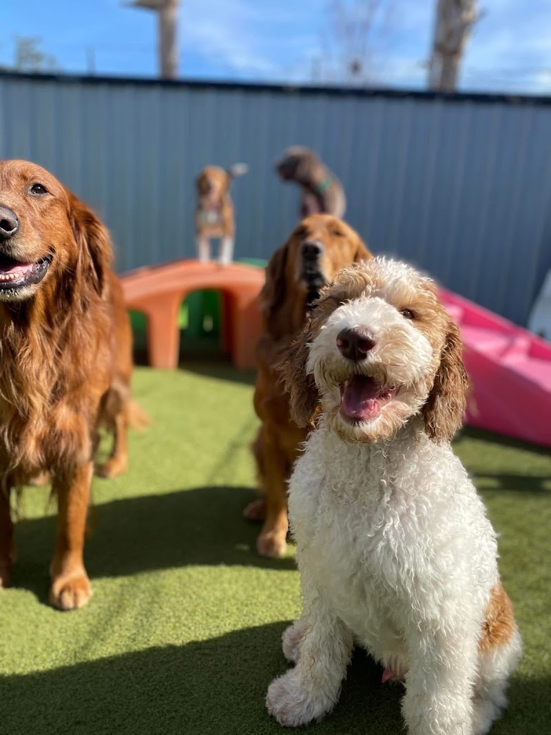 BARK on PARK