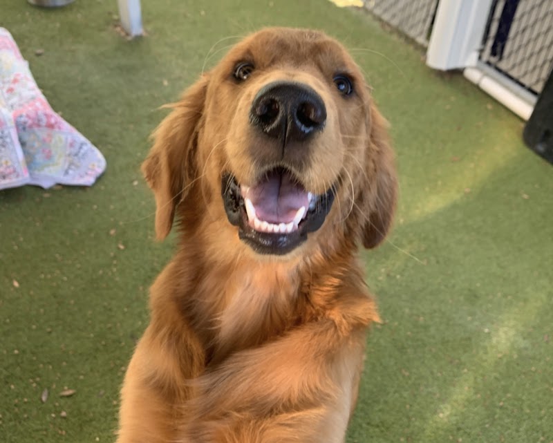 BARK on PARK