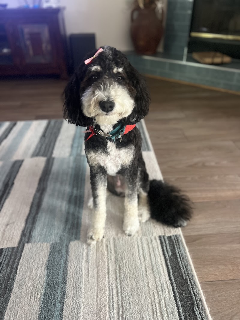All Tails Pet Spa