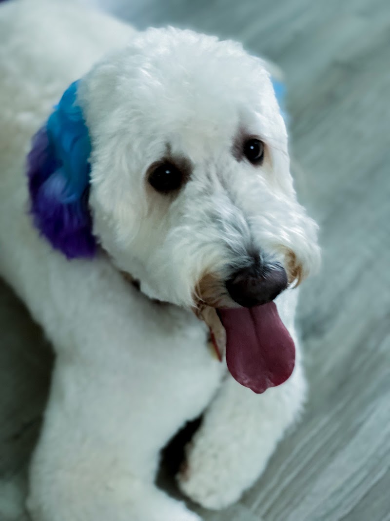 Vanity Furs Pet Salon and Hotel