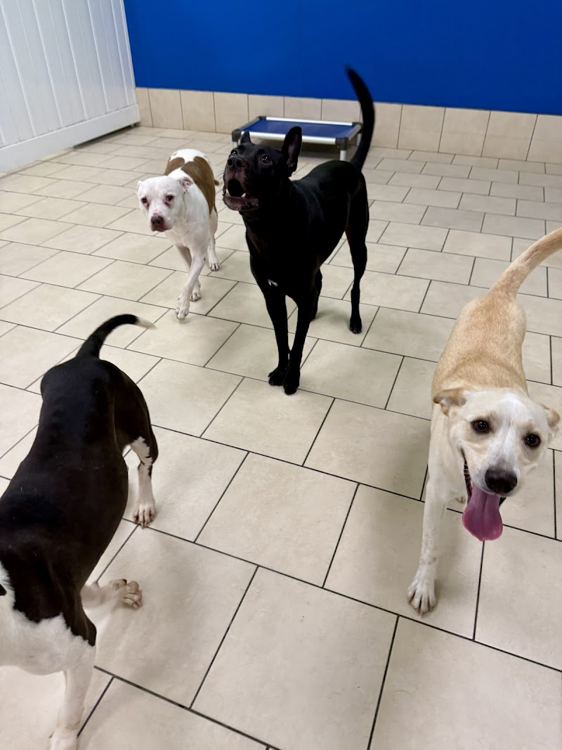 Hounds Town - Jacksonville Beach Blvd