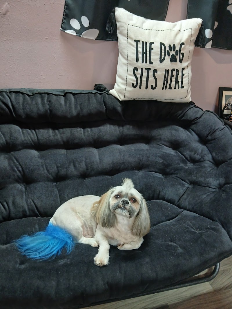 Small World OMG, LLC Dog Spa