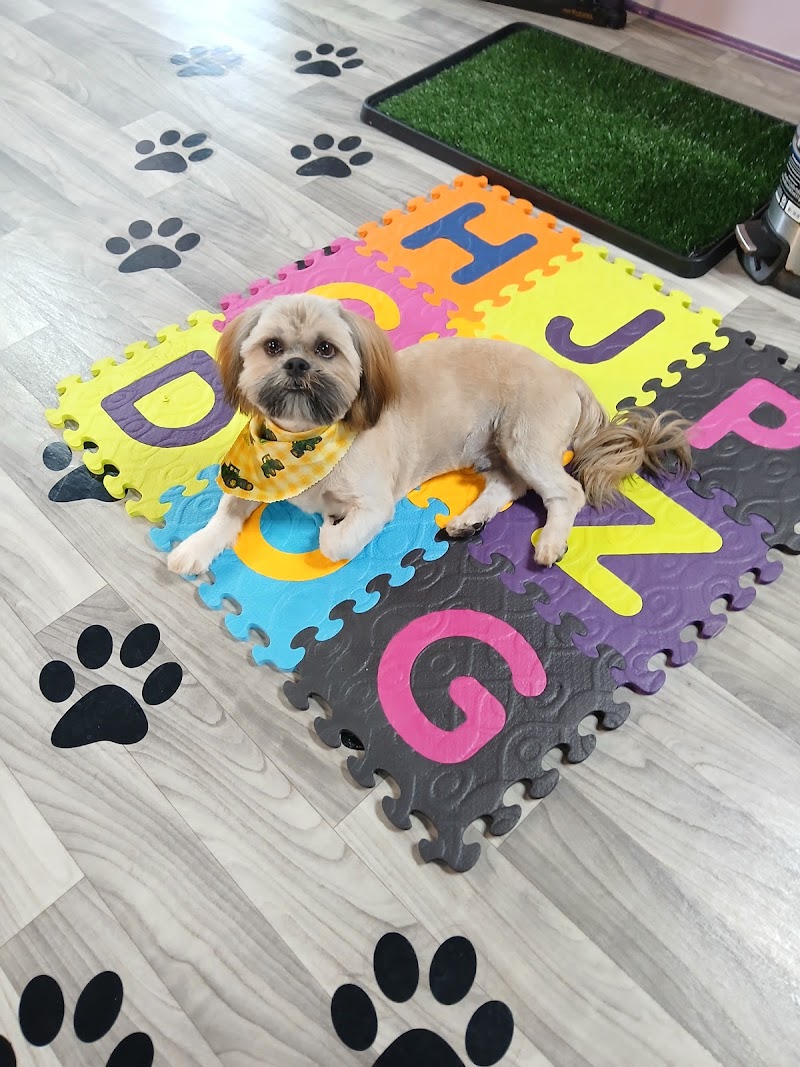 Small World OMG, LLC Dog Spa