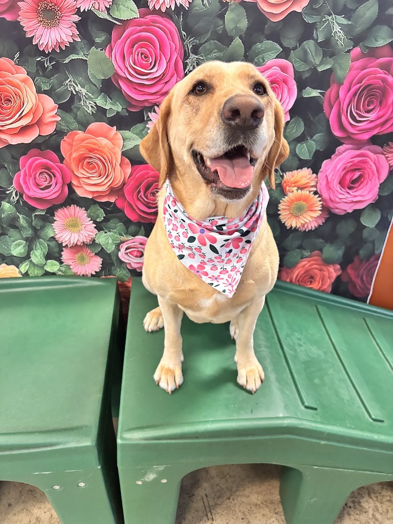 Camp Bow Wow Jacksonville