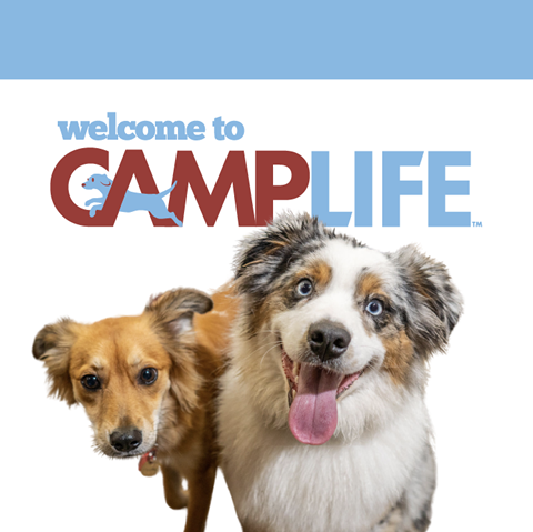 Camp Bow Wow Jacksonville