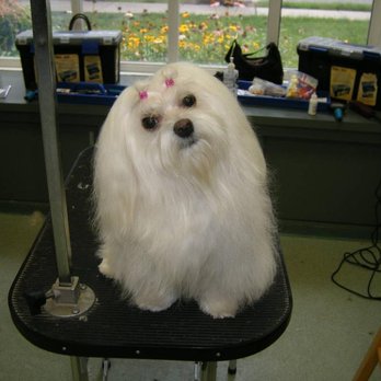 All Pets Grooming Salon