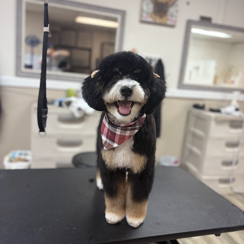 All Pets Grooming Salon